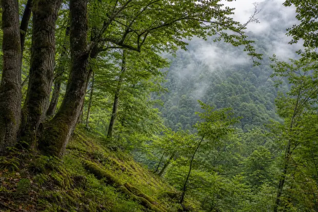 Hyrcanian Forestsのイメージ画像